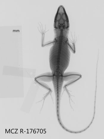Media type: image;   Herpetology R-176705 Aspect: dorsoventral x-ray
